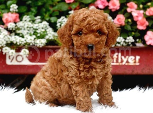 Tooy Poodle Yavrumuz 0 Teacup 