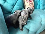 Petmode Köpek Çiftliğinden blue french bulldog yavrular