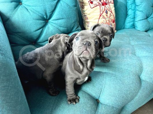 Petmode Köpek Çiftliğinden Blue French Bulldog Yavrular