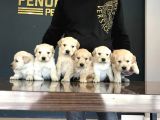 BABY FACE GOLDEN RETRIEWER YAVRULARI SAFKAN BELGELİ