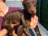 Ki̇ng Kizil Doberman