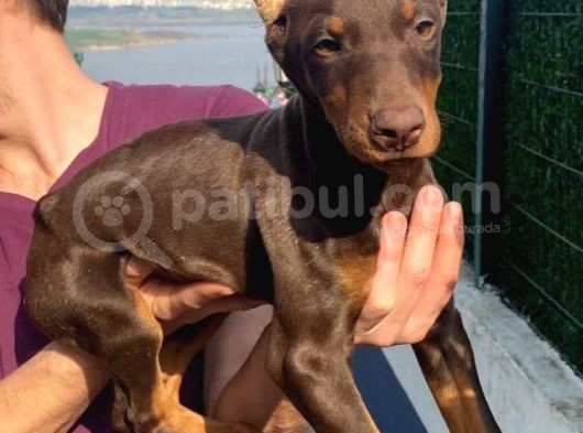 Ki̇ng Kizil Doberman görsel