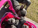 Petmode Köpek Çiftliğinden Blue French Bulldog Yavrular