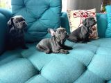 Petmode Köpek Çiftliğinden Blue French Bulldog Yavrular