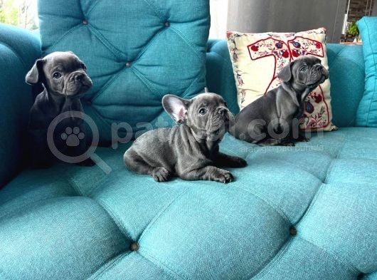 Petmode Köpek Çiftliğinden Blue French Bulldog Yavrular görsel