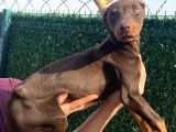 Ki̇ng Kizil Doberman