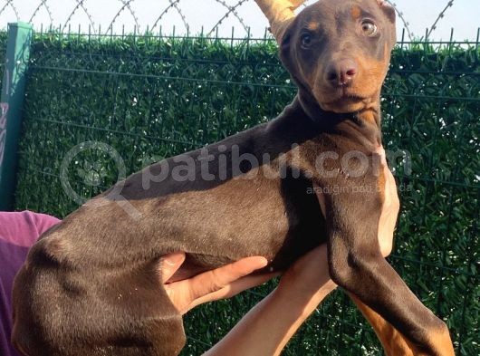Ki̇ng Kizil Doberman görsel