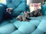 Petmode Köpek Çiftliğinden Blue French Bulldog Yavrular