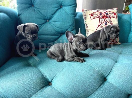 Petmode Köpek Çiftliğinden Blue French Bulldog Yavrular görsel