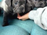 Petmode Köpek Çiftliğinden Blue French Bulldog Yavrular