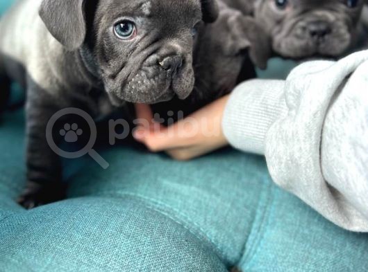 Petmode Köpek Çiftliğinden Blue French Bulldog Yavrular görsel