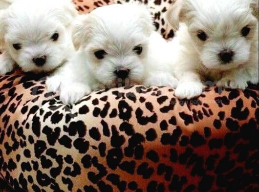 A Kalite Maltese Terrier Yavrularımız görsel