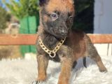 Ki̇f A Scr Li Malinois Yavrularım