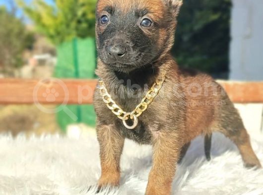 Ki̇f A Scr Li Malinois Yavrularım görsel