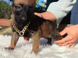Ki̇f A Scr Li Malinois Yavrularım