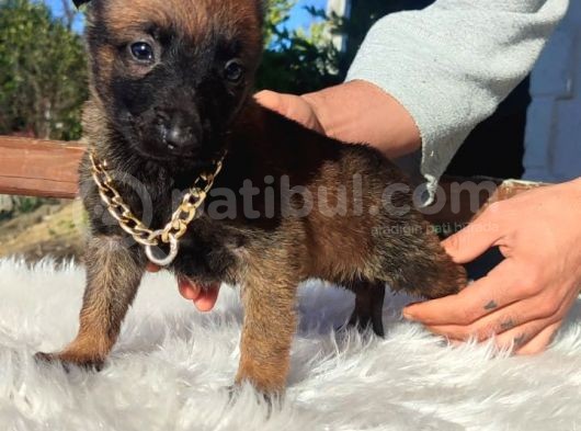 Ki̇f A Scr Li Malinois Yavrularım görsel
