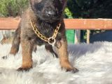 Ki̇f A Scr Li Malinois Yavrularım
