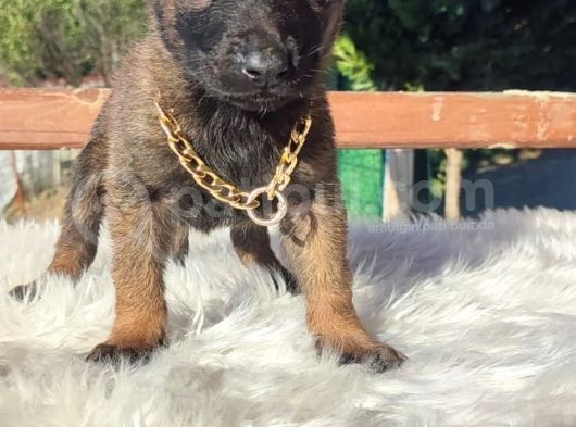 Ki̇f A Scr Li Malinois Yavrularım görsel
