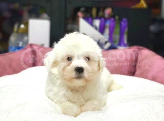 Dişi Ve Erkek Orjinal Maltese Terrier Yavrular görsel