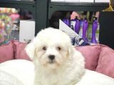 Dişi Ve Erkek Orjinal Maltese Terrier Yavrular