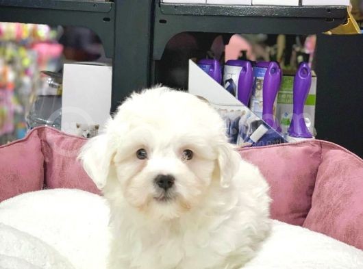 Dişi Ve Erkek Orjinal Maltese Terrier Yavrular görsel