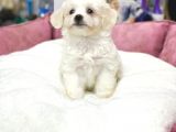 Dişi Ve Erkek Orjinal Maltese Terrier Yavrular