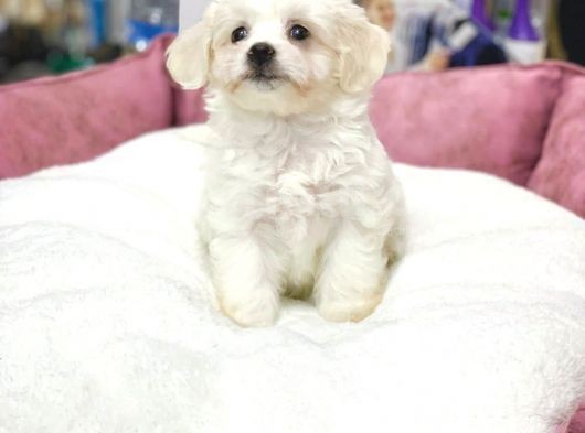 Dişi Ve Erkek Orjinal Maltese Terrier Yavrular görsel