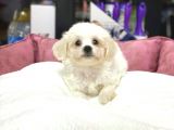 Dişi ve erkek orjinal maltese terrier yavrular