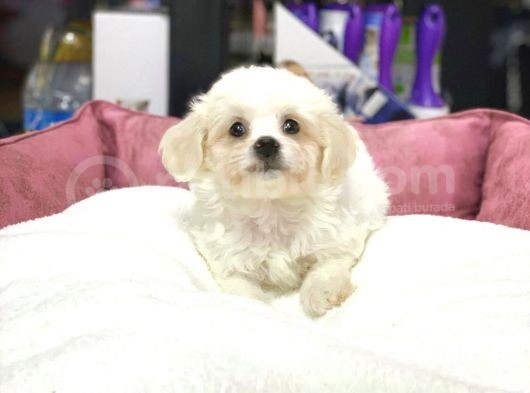 Dişi Ve Erkek Orjinal Maltese Terrier Yavrular