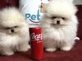 Petmode Köpek Çiftliğinden Teddy face pomeranian
