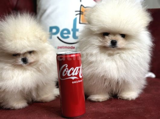 Petmode Köpek Çiftliğinden Teddy Face Pomeranian