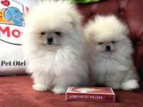 Petmode Köpek Çiftliğinden Teddy Face Pomeranian