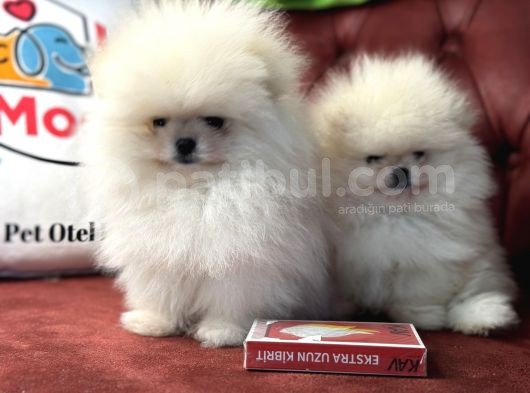 Petmode Köpek Çiftliğinden Teddy Face Pomeranian görsel