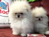 Petmode Köpek Çiftliğinden Teddy Face Pomeranian