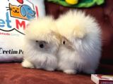 Petmode Köpek Çiftliğinden Teddy Face Pomeranian