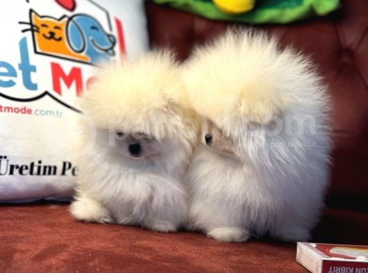 Petmode Köpek Çiftliğinden Teddy Face Pomeranian görsel