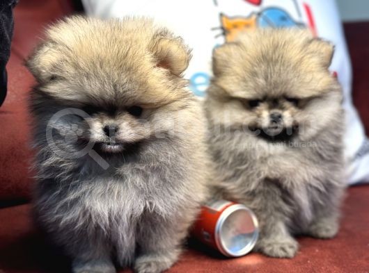 Petmode Köpek Çiftliğinden Teddy Face Pomeranian görsel