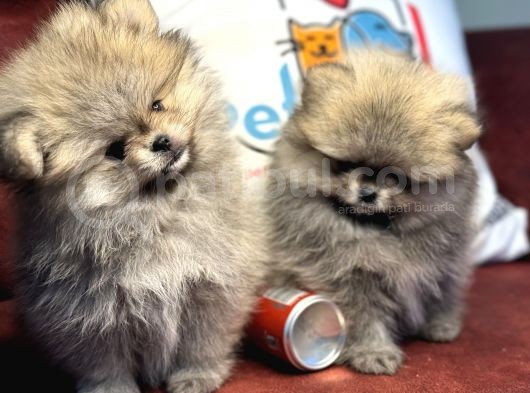 Petmode Köpek Çiftliğinden Teddy Face Pomeranian görsel