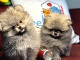 Petmode Köpek Çiftliğinden Teddy Face Pomeranian