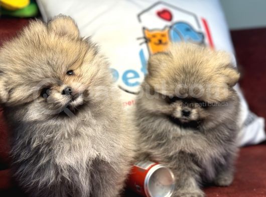 Petmode Köpek Çiftliğinden Teddy Face Pomeranian görsel