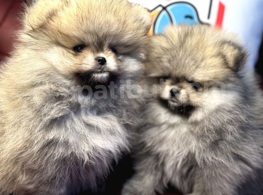 Petmode Köpek Çiftliğinden Teddy Face Pomeranian görsel
