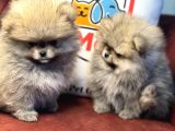 Petmode Köpek Çiftliğinden Teddy Face Pomeranian