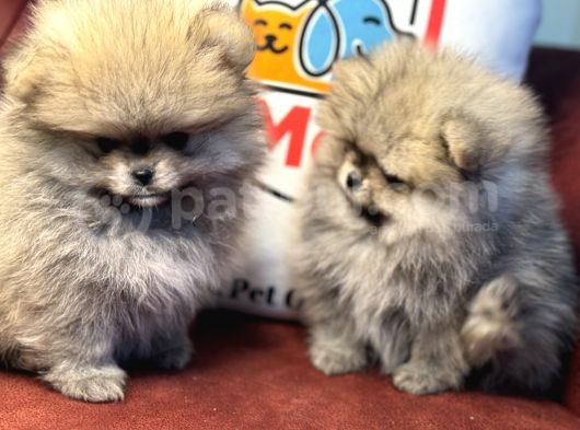 Petmode Köpek Çiftliğinden Teddy Face Pomeranian görsel