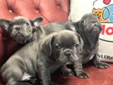 Petmode Köpek Çiftliğinden Blue French Bulldog Yavrular