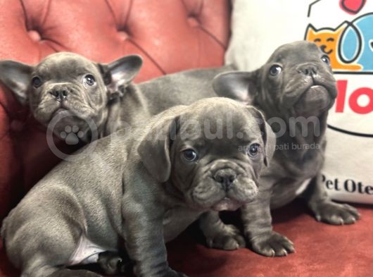 Petmode Köpek Çiftliğinden Blue French Bulldog Yavrular görsel