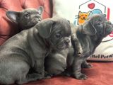 Petmode Köpek Çiftliğinden Blue French Bulldog Yavrular
