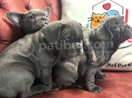 Petmode Köpek Çiftliğinden Blue French Bulldog Yavrular görsel