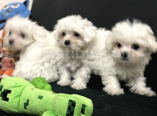 Petmode Köpek Çiftliğinden 0 Numara Maltese Terrier görsel