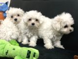 Petmode Köpek Çiftliğinden 0 Numara Maltese Terrier