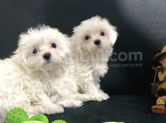 Petmode Köpek Çiftliğinden 0 Numara Maltese Terrier